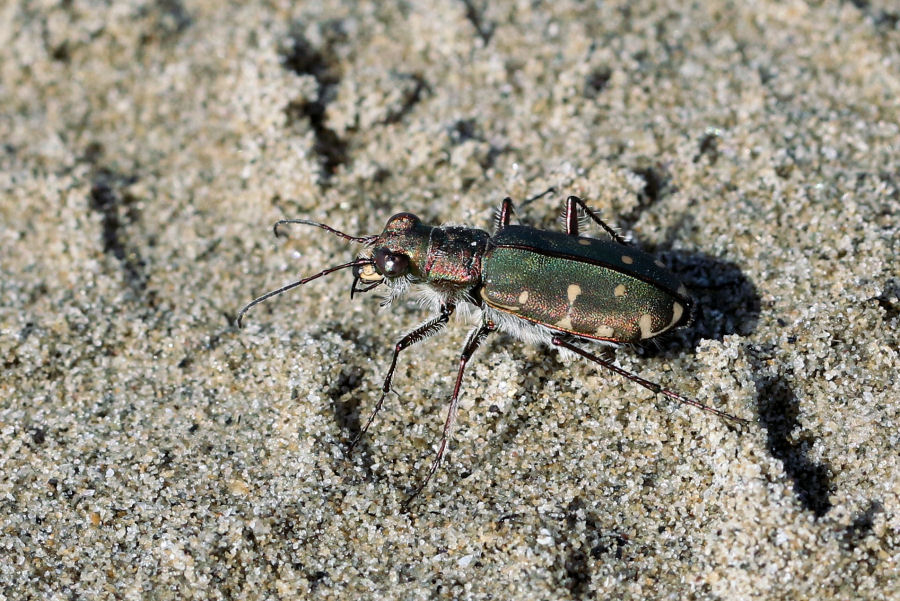 Calomera littoralis nemoralis